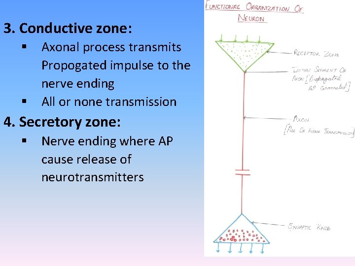 3. Conductive zone: § Axonal process transmits Propogated impulse to the nerve ending §