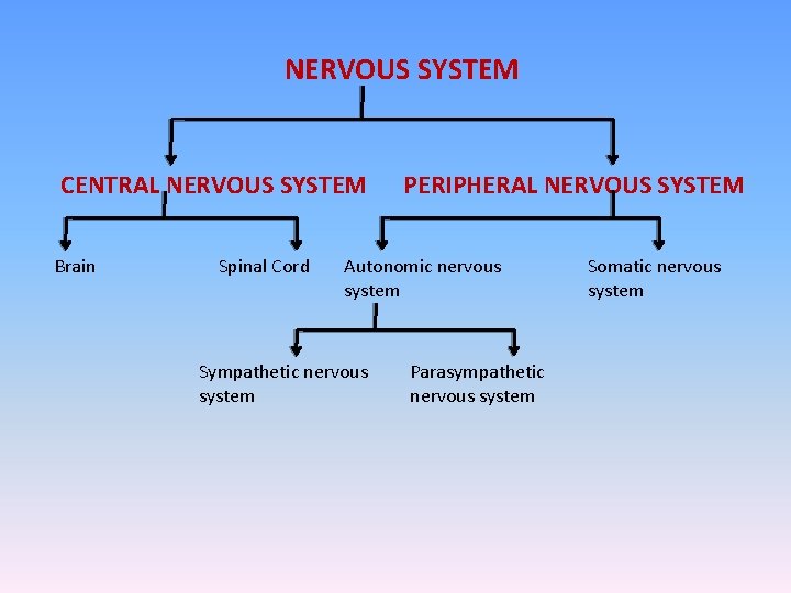 NERVOUS SYSTEM CENTRAL NERVOUS SYSTEM Brain Spinal Cord PERIPHERAL NERVOUS SYSTEM Autonomic nervous system