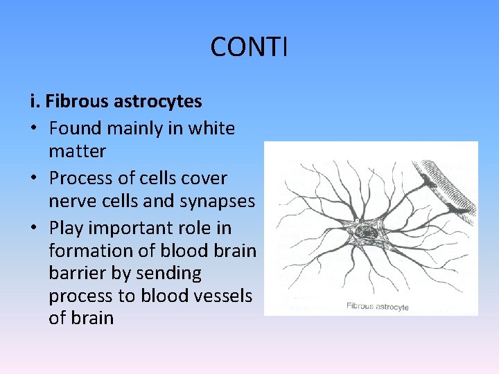 CONTI i. Fibrous astrocytes • Found mainly in white matter • Process of cells