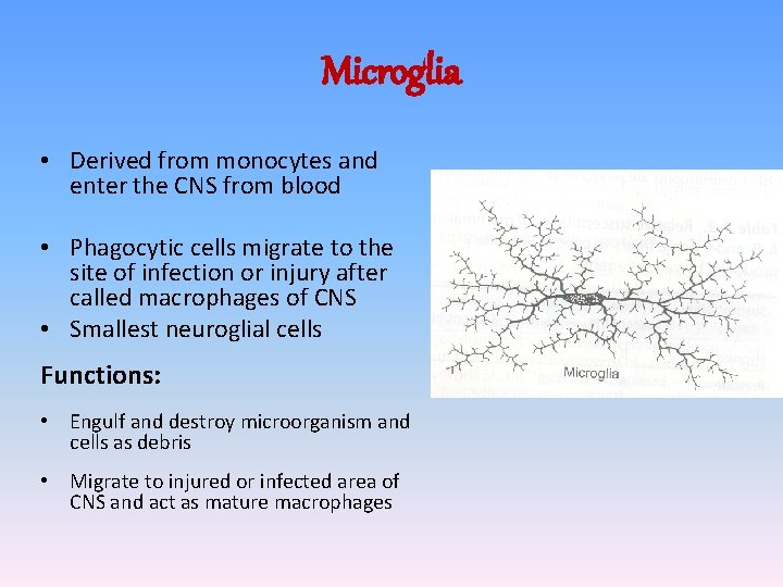 Microglia • Derived from monocytes and enter the CNS from blood • Phagocytic cells Microglia • Derived from monocytes and enter the CNS from blood • Phagocytic cells