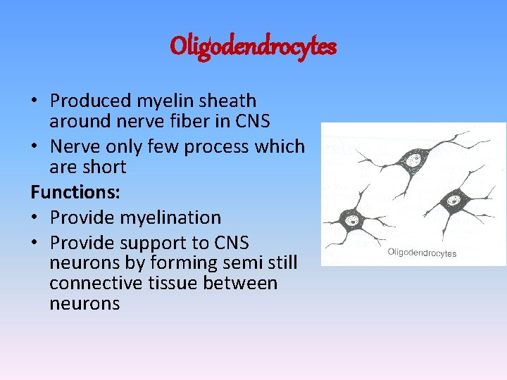 Oligodendrocytes • Produced myelin sheath around nerve fiber in CNS • Nerve only few