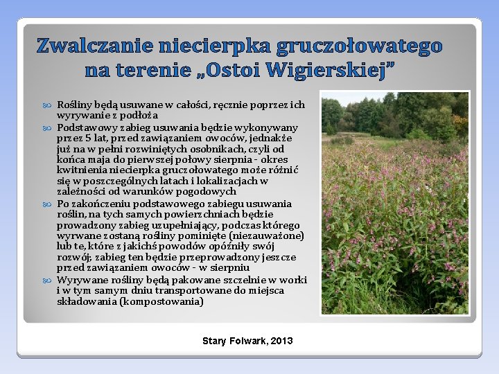 Rośliny będą usuwane w całości, ręcznie poprzez ich wyrywanie z podłoża Podstawowy zabieg usuwania