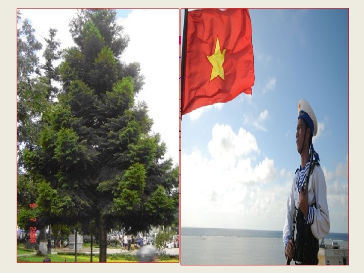 c) Cây pơ – mu đầu dốc Im như người lính canh Ngựa tuần