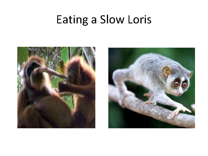 Eating a Slow Loris 
