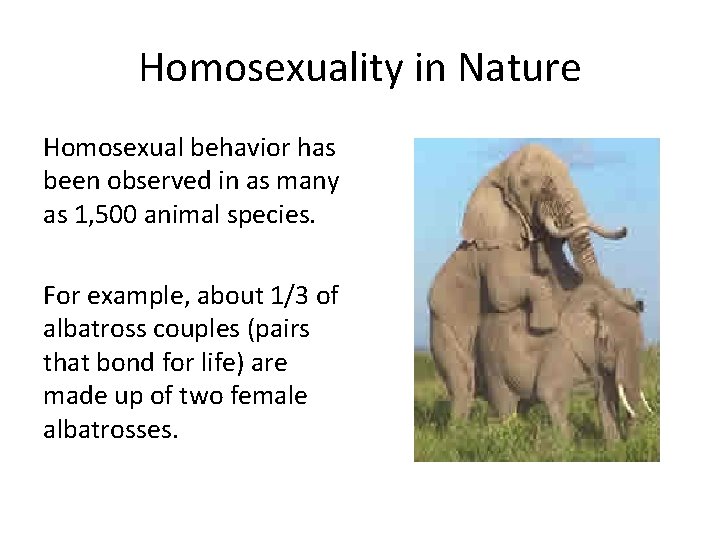 Homosexuality in Nature Homosexual behavior has been observed in as many as 1, 500