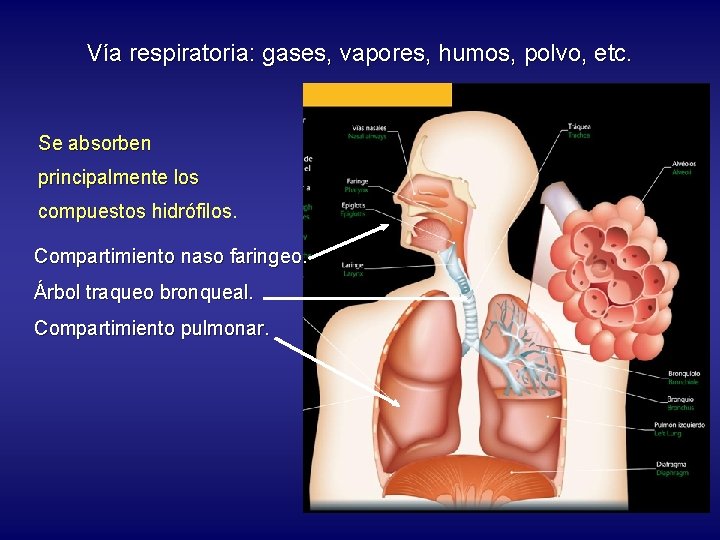 Vía respiratoria: gases, vapores, humos, polvo, etc. Se absorben principalmente los compuestos hidrófilos. Compartimiento