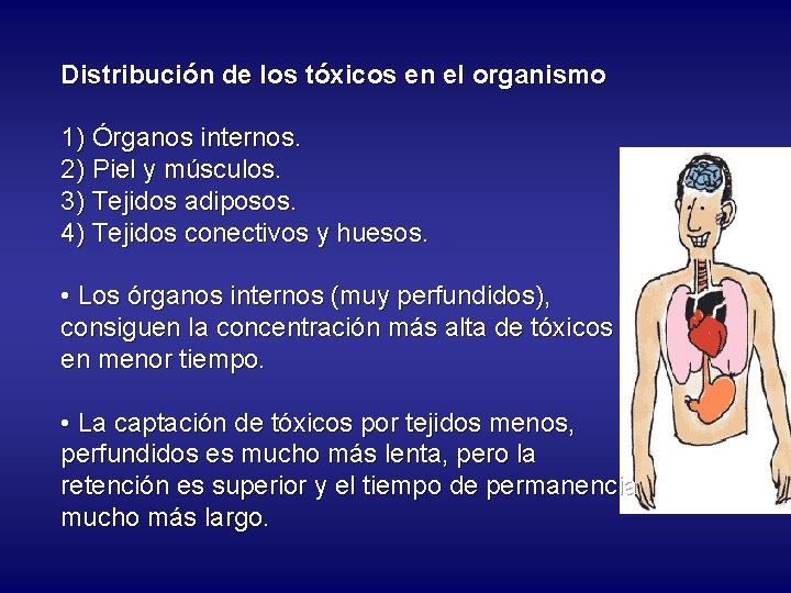 Distribución de los tóxicos en el organismo 1) Órganos internos. 2) Piel y músculos.