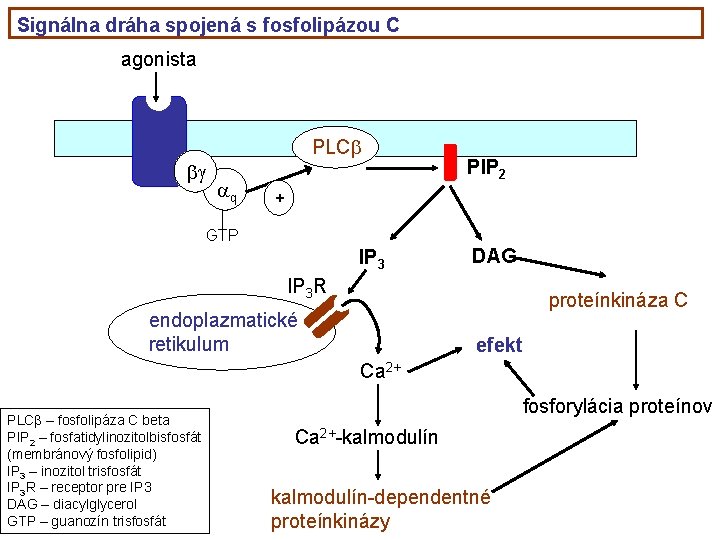 Signálna dráha spojená s fosfolipázou C agonista g PLC q PIP 2 + GTP