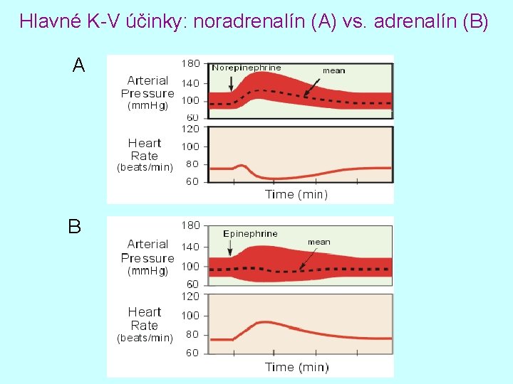 Hlavné K-V účinky: noradrenalín (A) vs. adrenalín (B) A B 
