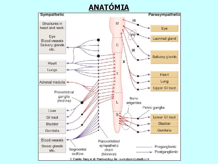 ANATÓMIA 