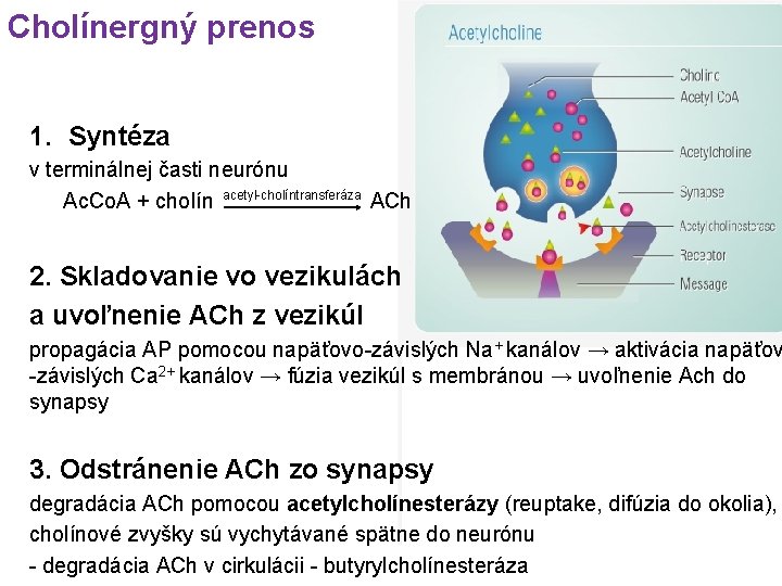 Cholínergný prenos 1. Syntéza v terminálnej časti neurónu acetyl-cholíntransferáza Ac. Co. A + cholín