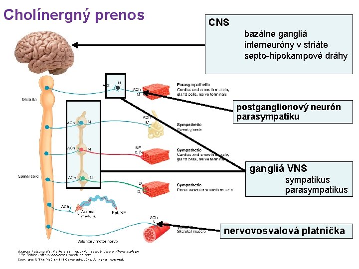 Cholínergný prenos CNS bazálne gangliá interneuróny v striáte septo-hipokampové dráhy postganglionový neurón parasympatiku gangliá