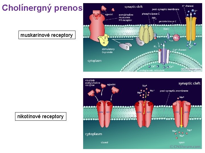 Cholínergný prenos muskarínové receptory nikotínové receptory 