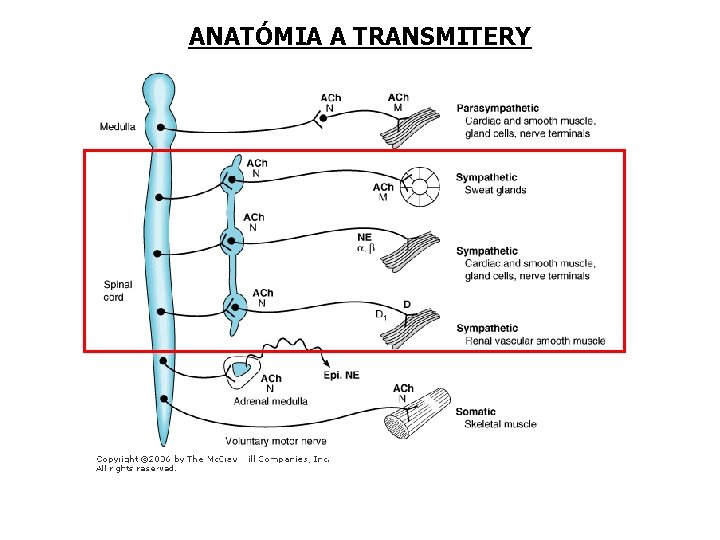 ANATÓMIA A TRANSMITERY 