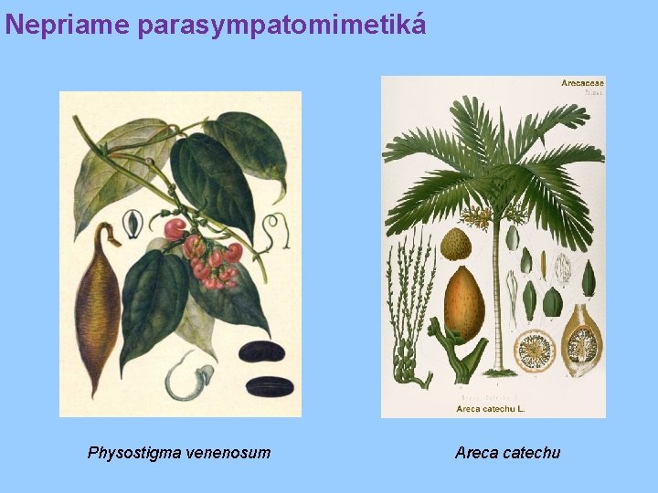 Nepriame parasympatomimetiká Physostigma venenosum Areca catechu 