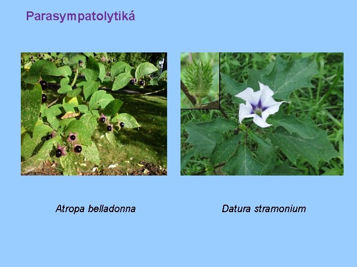 Parasympatolytiká Atropa belladonna Datura stramonium 