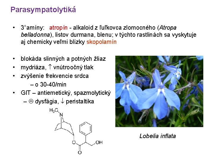 Parasympatolytiká • 3°amíny: atropín - alkaloid z ľuľkovca zlomocného (Atropa belladonna), listov durmana, blenu;