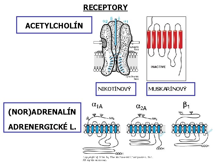 RECEPTORY ACETYLCHOLÍN NIKOTÍNOVÝ (NOR)ADRENALÍN ADRENERGICKÉ L. MUSKARÍNOVÝ 