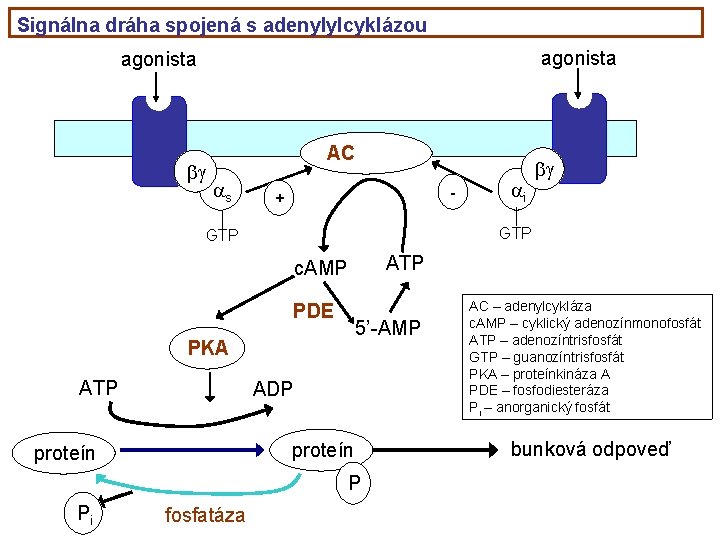 Signálna dráha spojená s adenylylcyklázou agonista g AC s - + GTP ATP c.