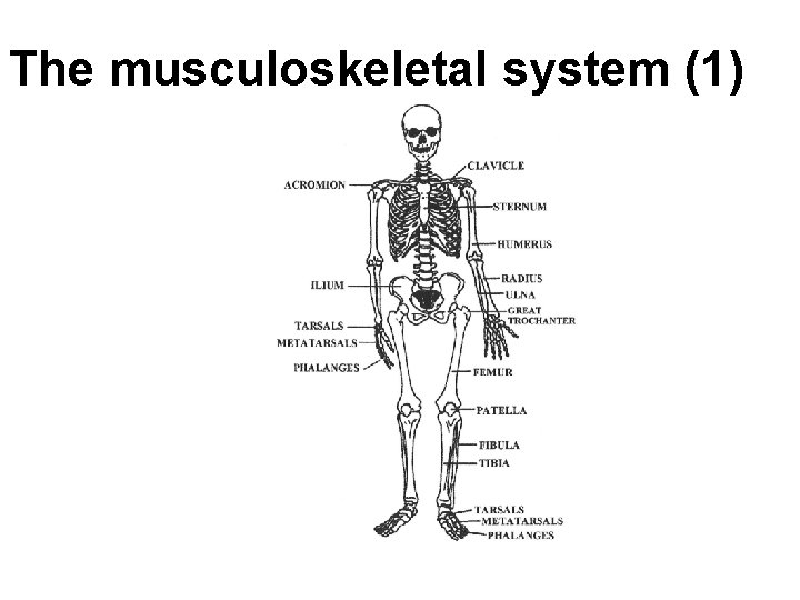 The musculoskeletal system (1) The musculoskeletal system (1)