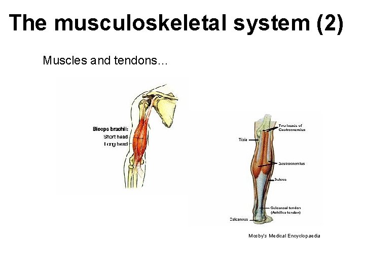 The musculoskeletal system (2) Muscles and tendons… Mosby’s Medical Encyclopaedia The musculoskeletal system (2) Muscles and tendons… Mosby’s Medical Encyclopaedia