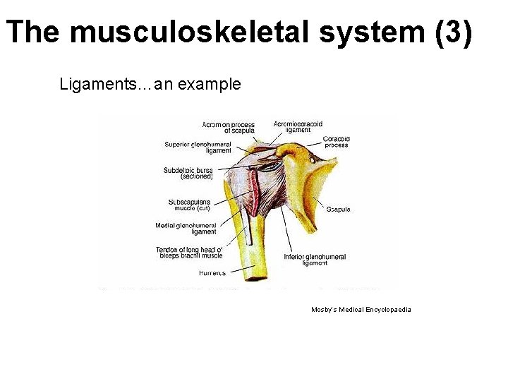The musculoskeletal system (3) Ligaments…an example Mosby’s Medical Encyclopaedia The musculoskeletal system (3) Ligaments…an example Mosby’s Medical Encyclopaedia