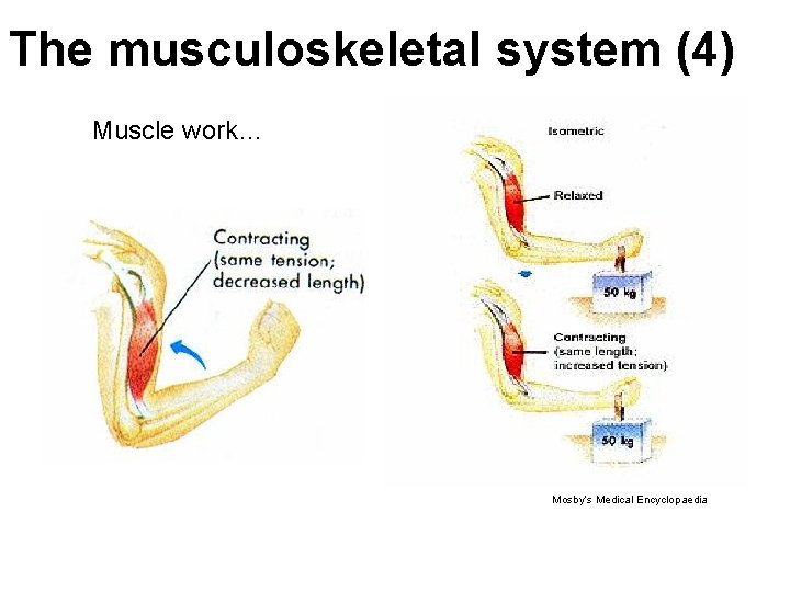 The musculoskeletal system (4) Muscle work… Mosby’s Medical Encyclopaedia The musculoskeletal system (4) Muscle work… Mosby’s Medical Encyclopaedia