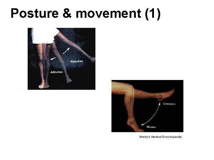 Posture & movement (1) Mosby’s Medical Encyclopaedia Posture & movement (1) Mosby’s Medical Encyclopaedia