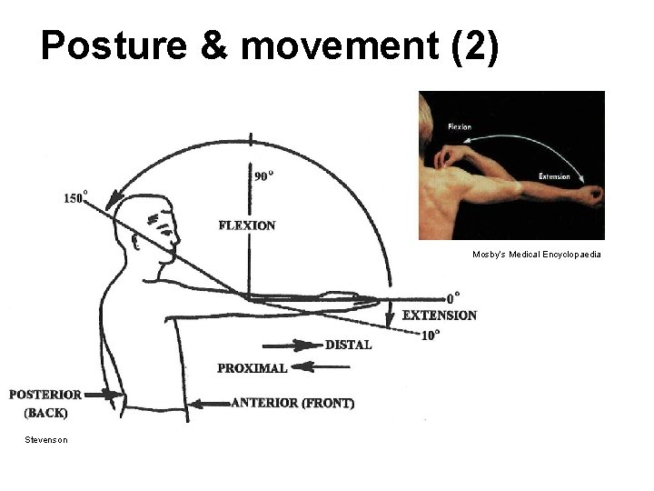 Posture & movement (2) Mosby’s Medical Encyclopaedia Stevenson Posture & movement (2) Mosby’s Medical Encyclopaedia Stevenson