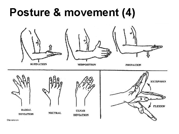 Posture & movement (4) Stevenson Posture & movement (4) Stevenson