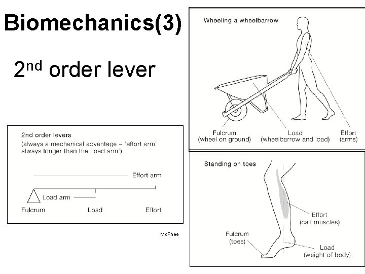 Biomechanics(3) nd 2 order lever Mc. Phee Biomechanics(3) nd 2 order lever Mc. Phee