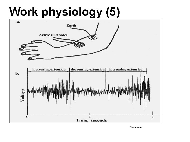 Work physiology (5) Stevenson Work physiology (5) Stevenson