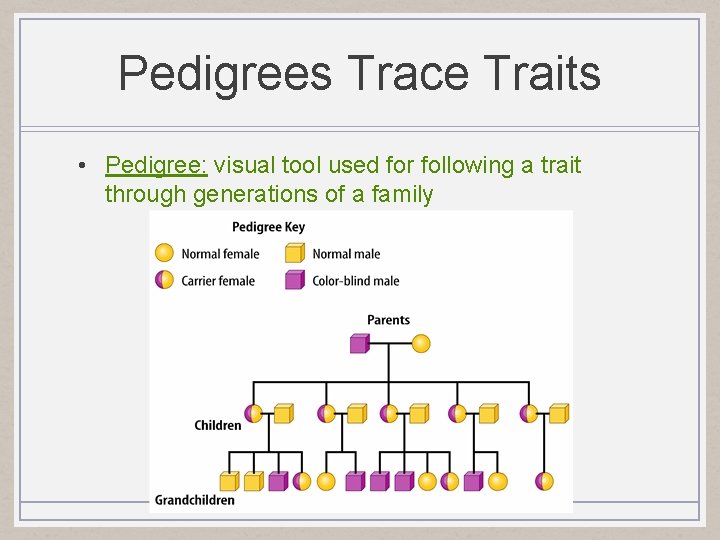 Pedigrees Trace Traits • Pedigree: visual tool used for following a trait through generations