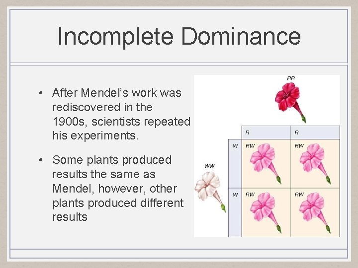 Incomplete Dominance • After Mendel’s work was rediscovered in the 1900 s, scientists repeated