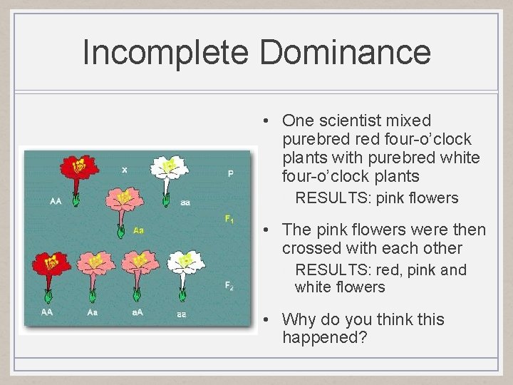 Incomplete Dominance • One scientist mixed purebred four-o’clock plants with purebred white four-o’clock plants
