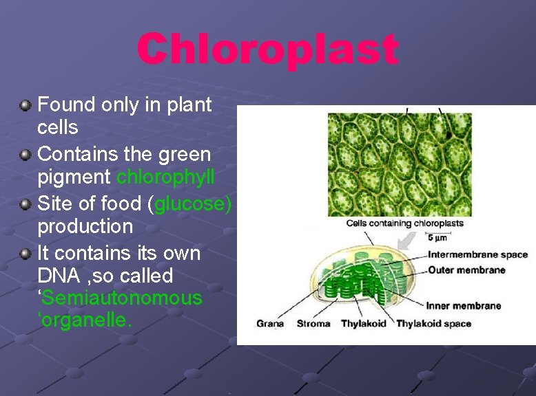 Chloroplast Found only in plant cells Contains the green pigment chlorophyll Site of food