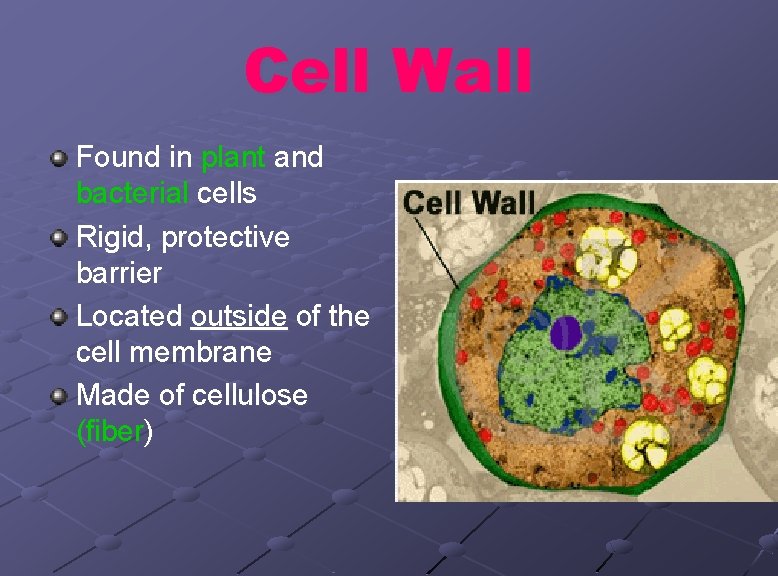 Cell Wall Found in plant and bacterial cells Rigid, protective barrier Located outside of