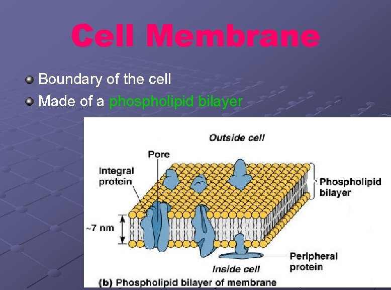 Cell Membrane Boundary of the cell Made of a phospholipid bilayer 