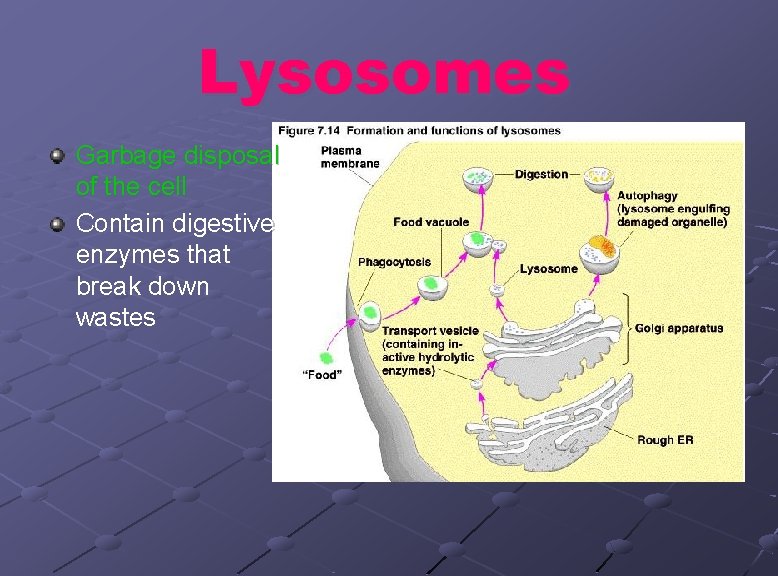 Lysosomes Garbage disposal of the cell Contain digestive enzymes that break down wastes 