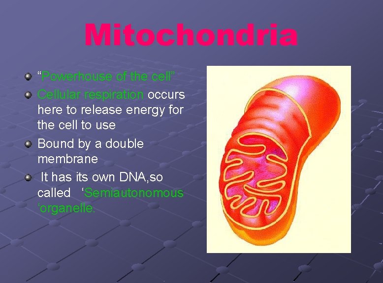 Mitochondria “Powerhouse of the cell” Cellular respiration occurs here to release energy for the