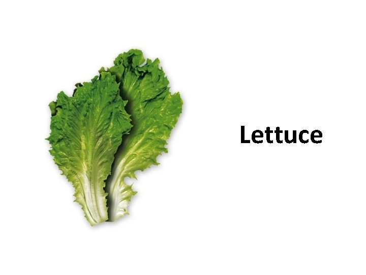 Lettuce 