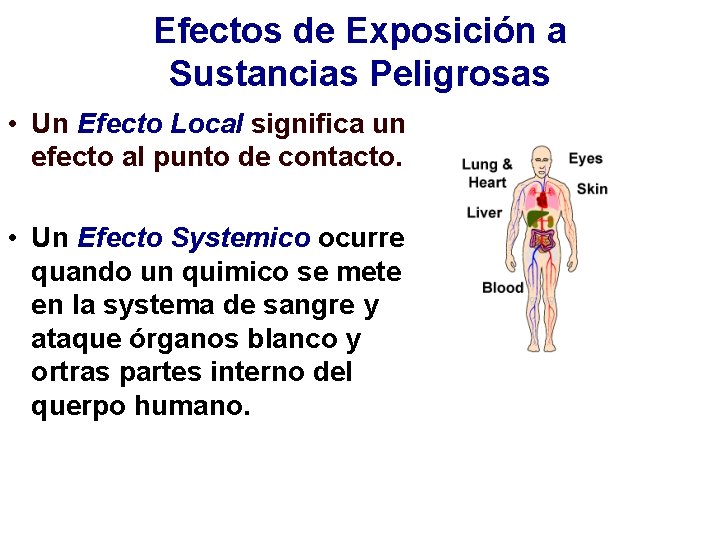 Efectos de Exposición a Sustancias Peligrosas • Un Efecto Local significa un efecto al