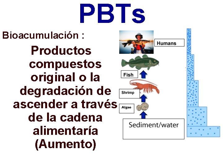 PBTs Bioacumulación : Productos compuestos original o la degradación de ascender a través de
