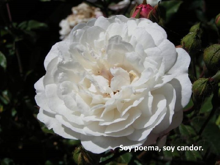 Soy el histórico exilio, Soy el que odiar aprendió. unoamás delnomontón Soy el que