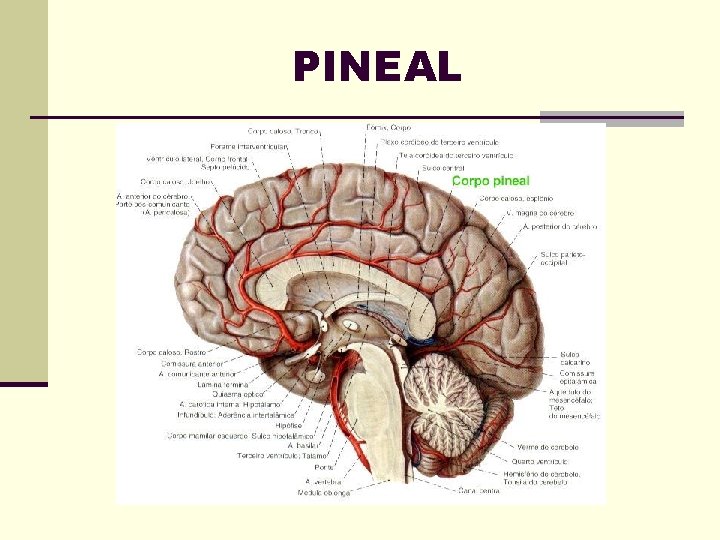 PINEAL 