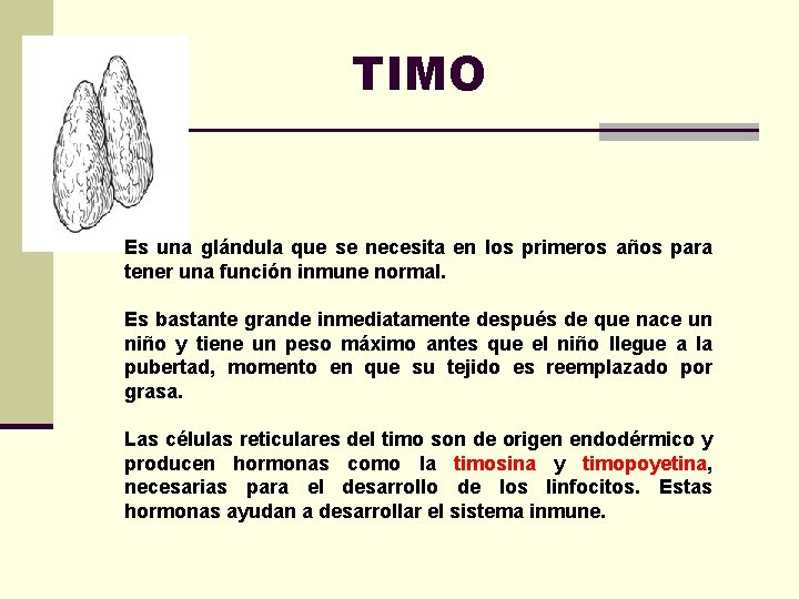 TIMO Es una glándula que se necesita en los primeros años para tener una