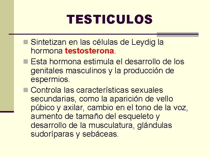 TESTICULOS n Sintetizan en las células de Leydig la hormona testosterona. n Esta hormona