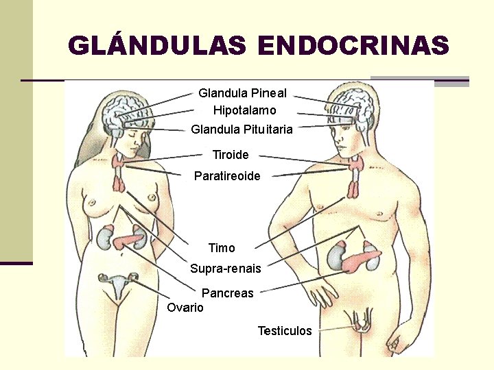 GLÁNDULAS ENDOCRINAS 