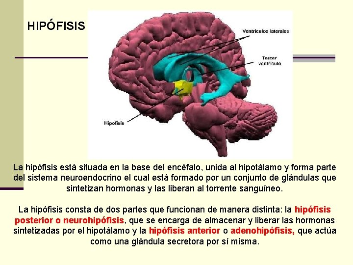 HIPÓFISIS La hipófisis está situada en la base del encéfalo, unida al hipotálamo y