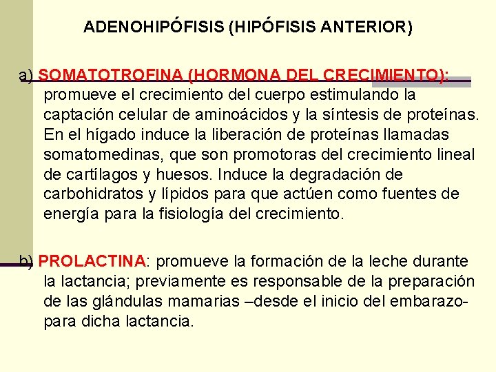 ADENOHIPÓFISIS (HIPÓFISIS ANTERIOR) a) SOMATOTROFINA (HORMONA DEL CRECIMIENTO): promueve el crecimiento del cuerpo estimulando
